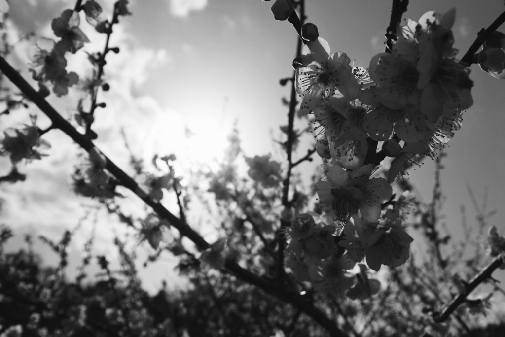 春光