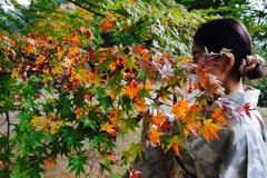 紅葉の向こう