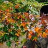 紅葉の向こう