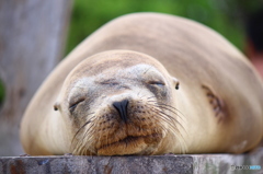 nap