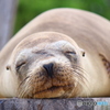 nap