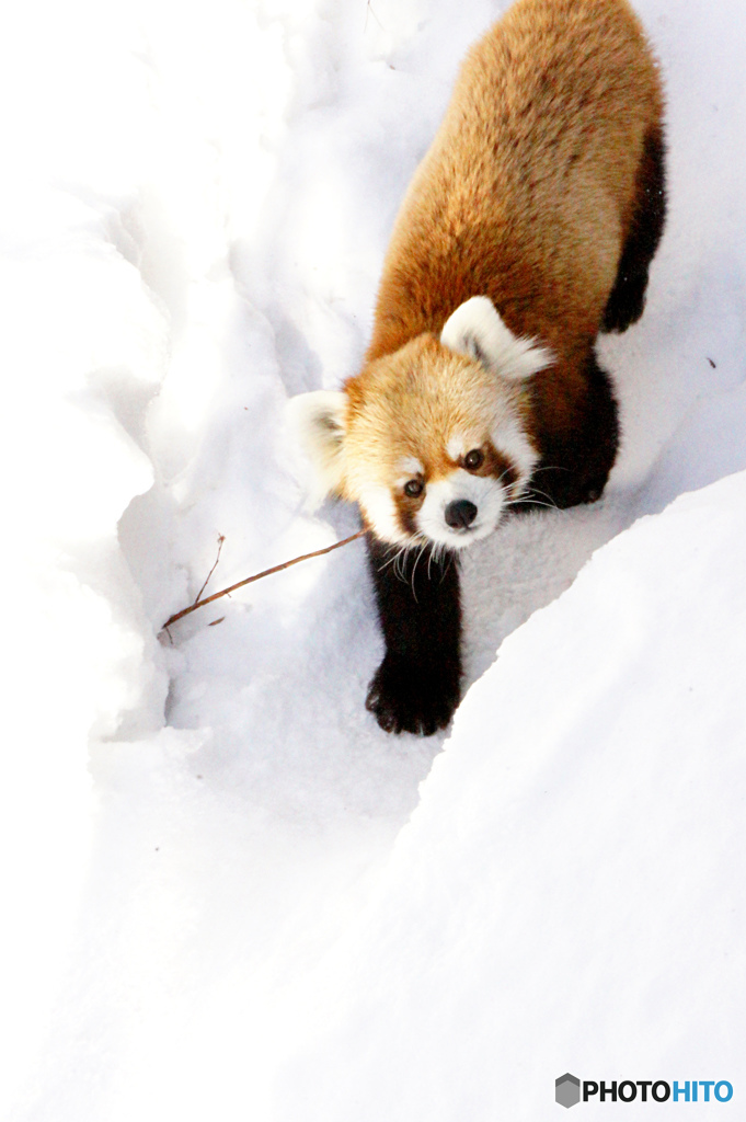 レッサーパンダ