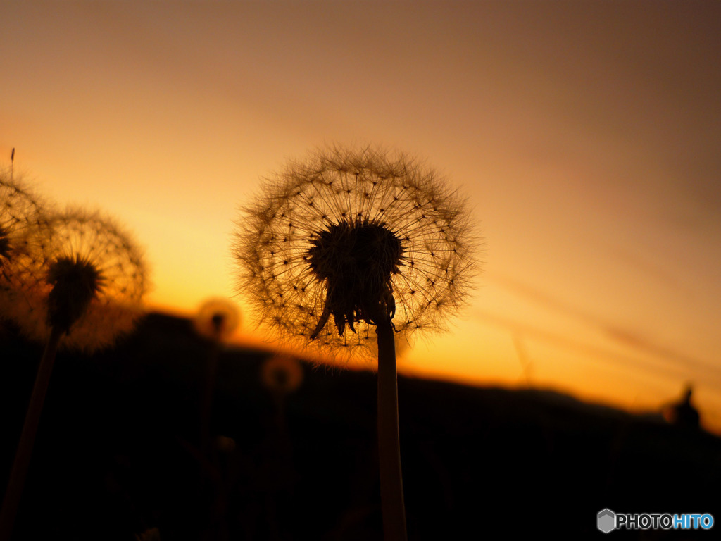 dandelion