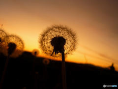 dandelion