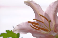 花脈