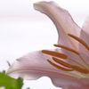 花脈