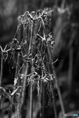 DSC_0050