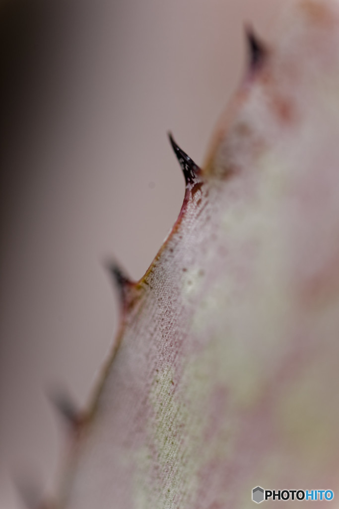 DSC_0035_DxO