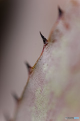 DSC_0035_DxO