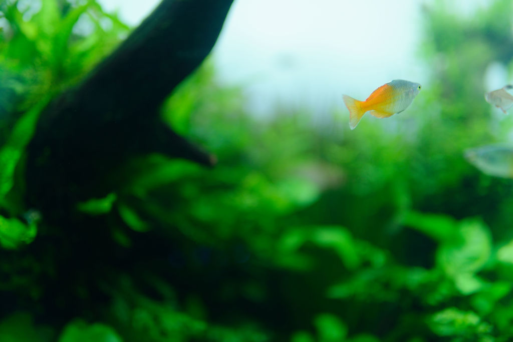 DSC_0005_DxO