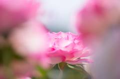 薔薇