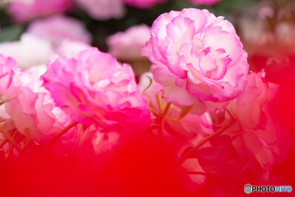 薔薇