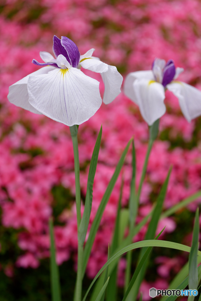 DSC_0016_DxO