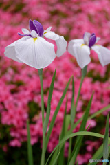 DSC_0016_DxO