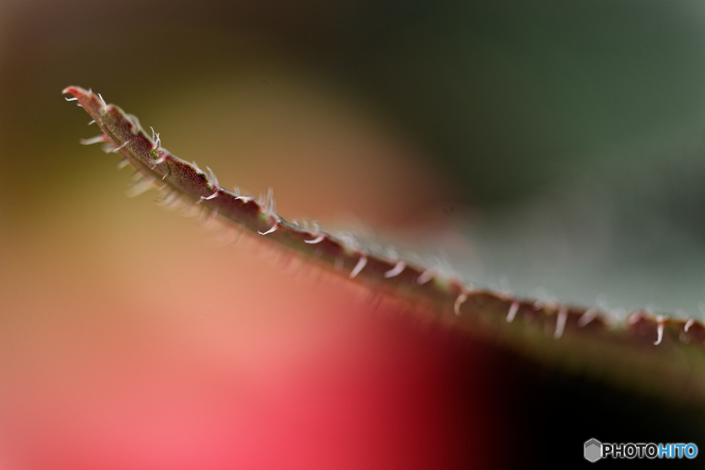 DSC_0027_DxO