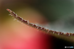 DSC_0027_DxO
