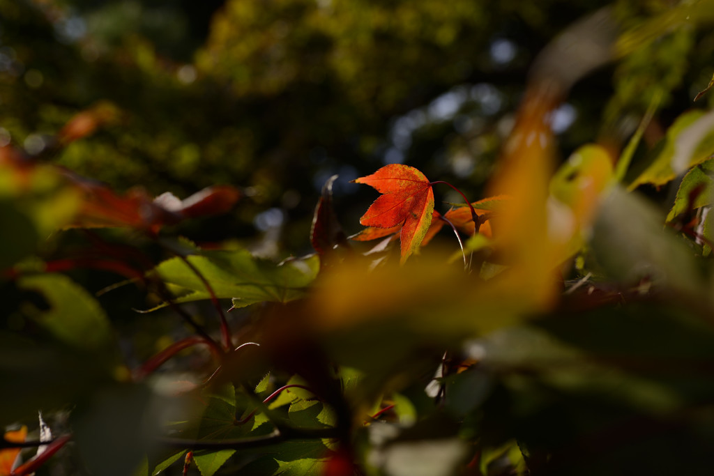 DSC_0021