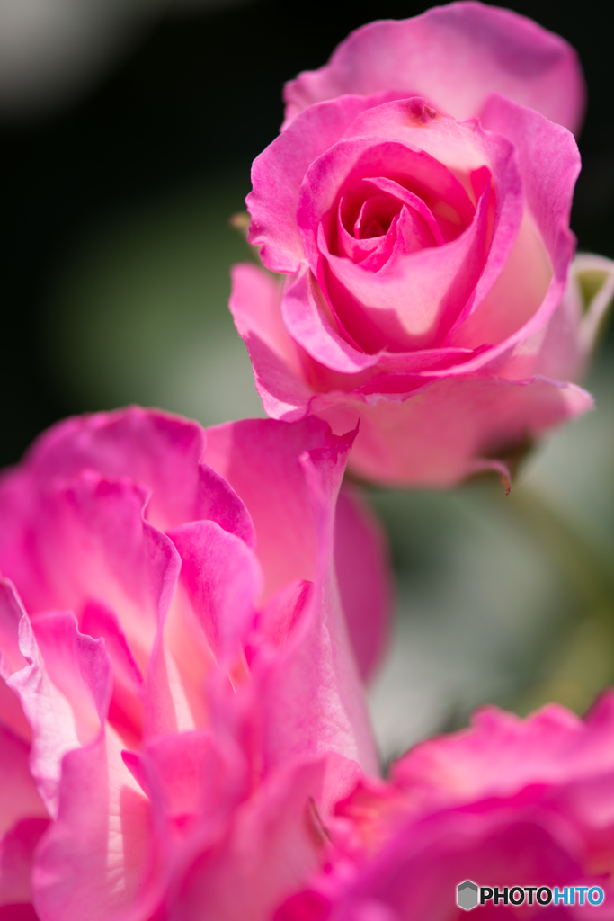 薔薇