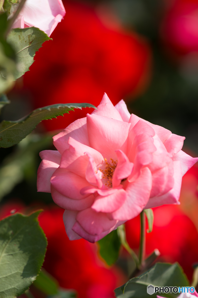 薔薇