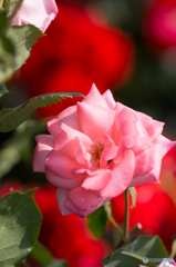 薔薇