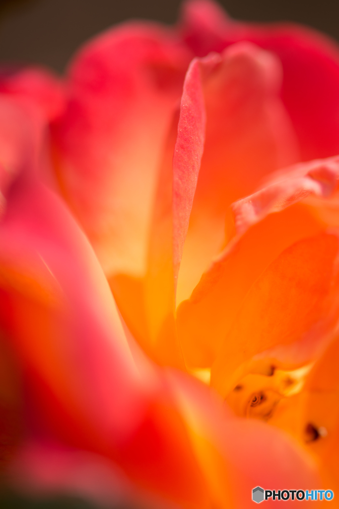 薔薇