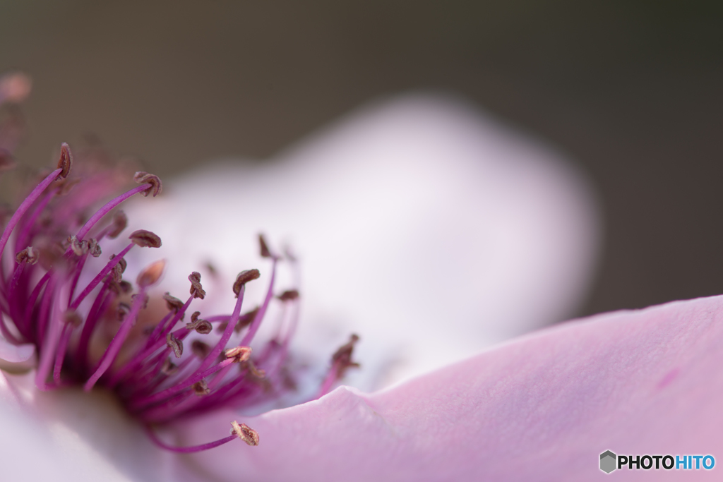 薔薇