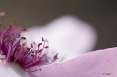 薔薇