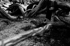 DSC_0027_DxO