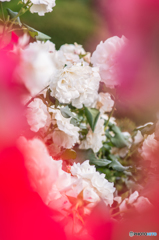 薔薇