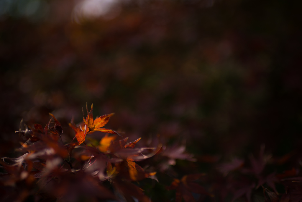 DSC_0018