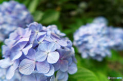IMG_0458_DxO