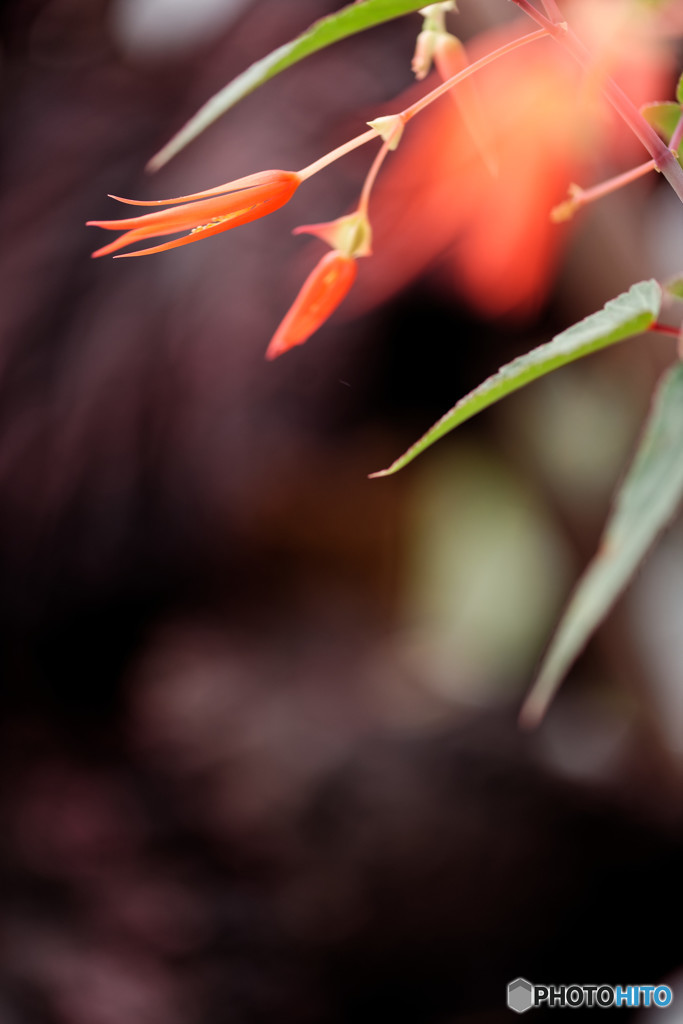 DSC_0033_DxO