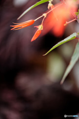 DSC_0033_DxO