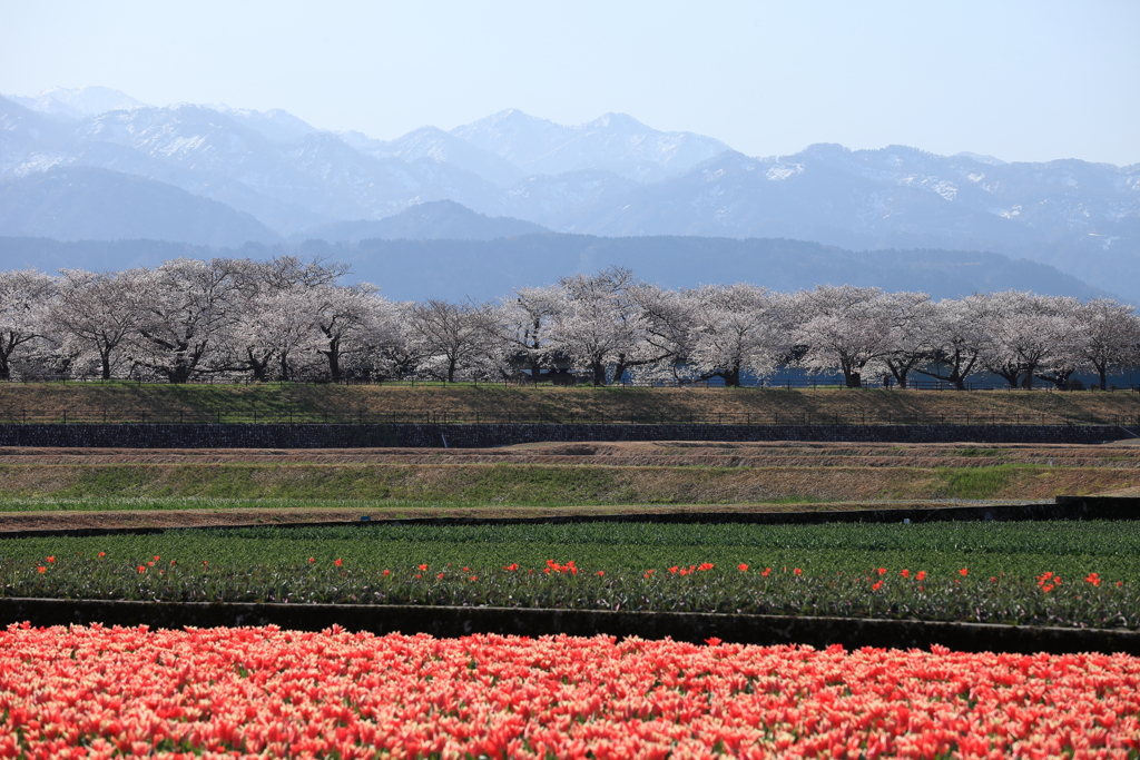 舟川べり