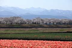 舟川べり