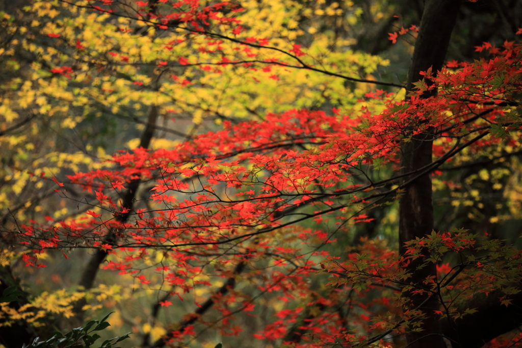 紅葉