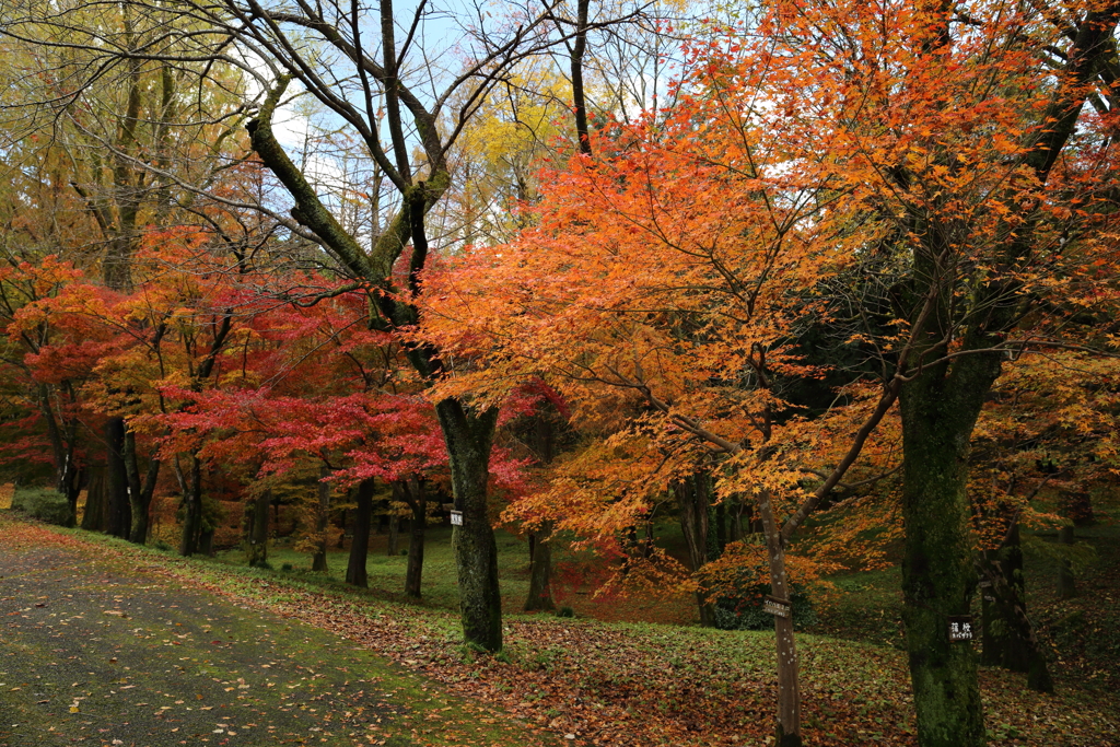 11月の公園