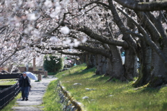 黒部の桜