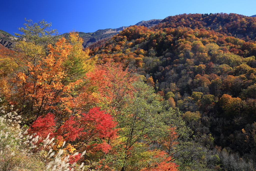 紅葉する山