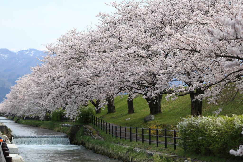 黒部川の桜