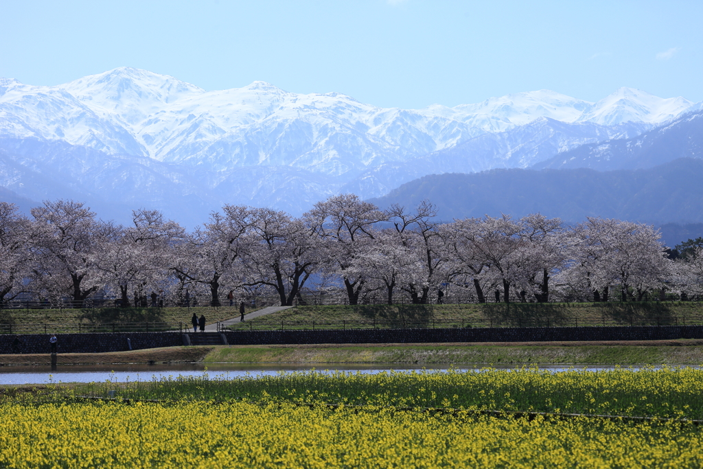 舟川べりの桜