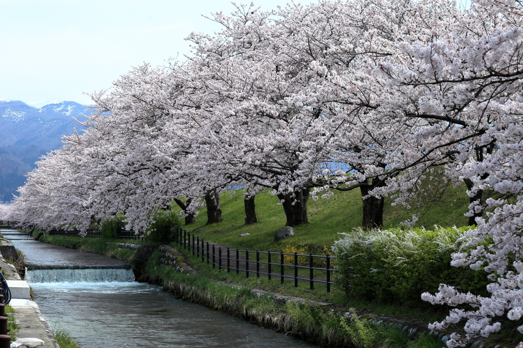 黒部川の桜