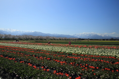 舟川べりの桜