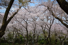 桜咲く