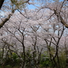 桜咲く