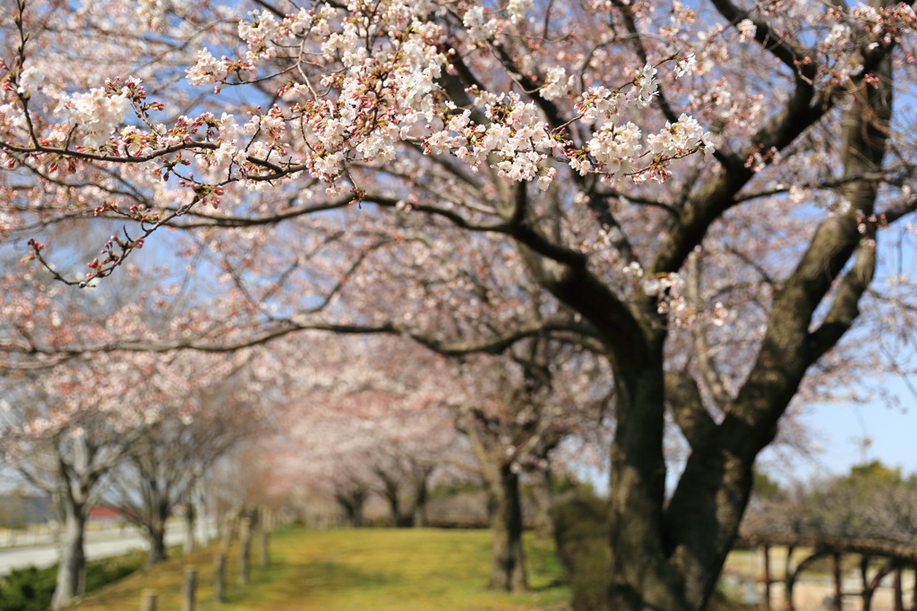 公園の五分咲き桜