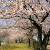 公園の五分咲き桜