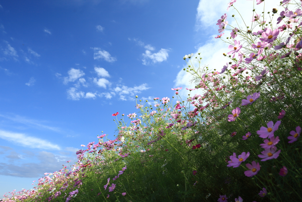 秋桜
