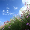 秋桜