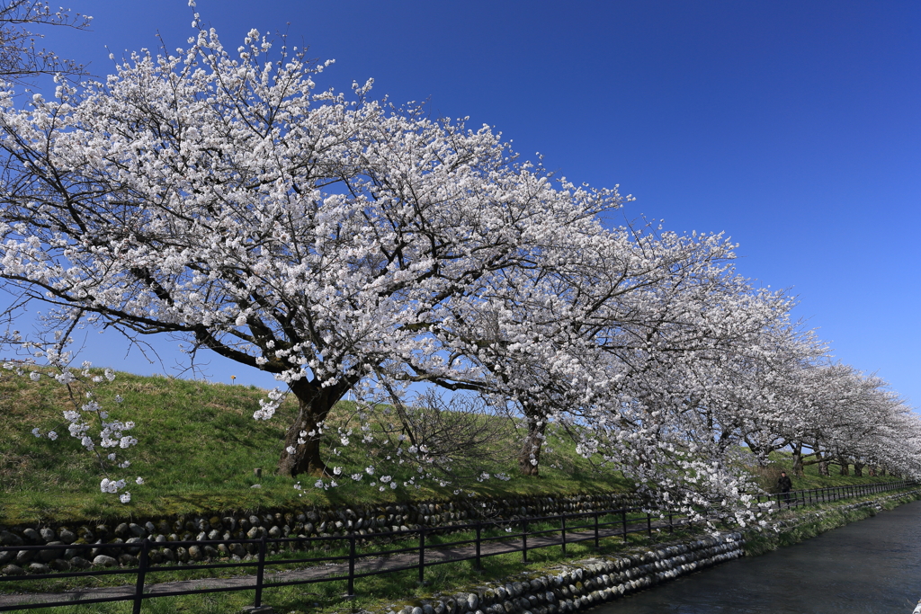 黒部の桜